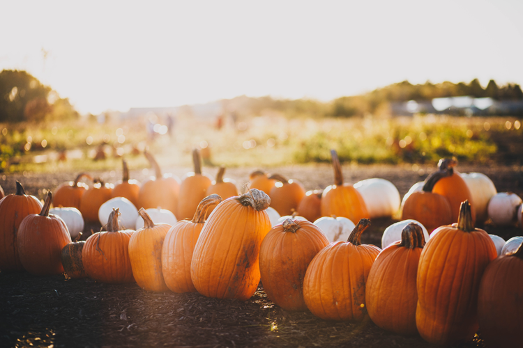 Columbus Fall Events